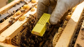 Why Your New Queens Get Rejected—And How the Right Cage Prevents It