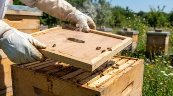 The Quiet Interface: How a Simple Inner Cover Prevents a War in the Hive