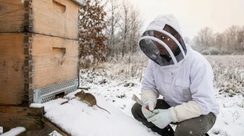 The Asymmetric Threat: How a Simple Barrier Prevents Catastrophic Colony Collapse