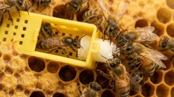 Die Psychologie eines Bienenstocks: Wie eine einfache Zuckerkapsel Königinnenmord verhindert