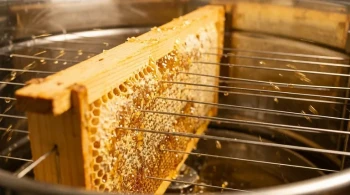 The Physics of the Hive: How a Simple Wire Prevents Catastrophic Failure