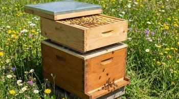 Hive Architecture: How One Empty Box Prevents a Colony's Collapse