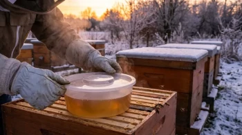 The Unforgiving Calculus of Winter: Why Bee Colonies Starve and How to Intervene
