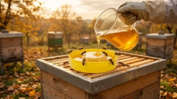 벌집의 대차대조표: 왜 2:1 시럽이 협상 불가능한 겨울 자산인가