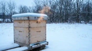 La Paradoja del Calor: Por Qué una Colmena Debe Respirar para Sobrevivir al Invierno