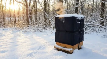 Feuchtigkeit, nicht Kälte: Die kontraintuitive Physik des Überwinterns von Bienen