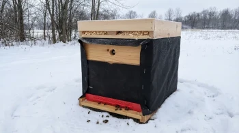 Moisture, Not Cold: The Counterintuitive Physics of a Winter Beehive