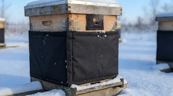 The Physics of a Winter Hive: Why Moisture, Not Cold, is the Silent Killer