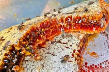 Tangential vs Radial Honey Extractors: How to Choose for Your Beekeeping Needs