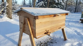 The Horizontal Trap: Hive Geometry and the Psychology of Winter Survival