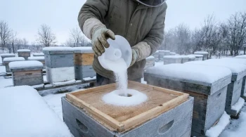 More Than Food: How Dry Sugar Solves a Beehive's Deadliest Winter Problem