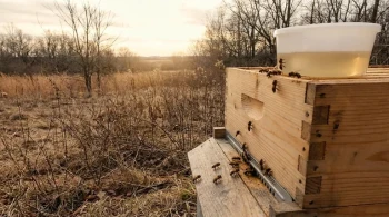 The Paradox of Plenty: Why Warm Winters Are a Silent Threat to Bee Colonies
