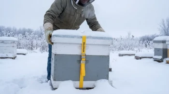 The Weight of Survival: A Systems Approach to Wintering Bee Colonies