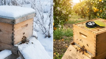 Die zwei Winter der Honigbiene: Eine Lektion in Anpassung und Überleben