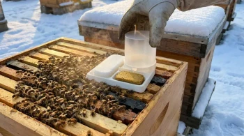 Die gefährlichste Annahme eines Imkers: Der entscheidende Unterschied zwischen Überleben im Winter und vorzeitigem Wachstum