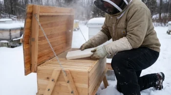 Energy vs. Growth: The Critical System Signal in Winter Bee Feeding
