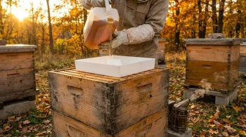 The Winter Fortress: Engineering Colony Survival with the Hive Top Feeder