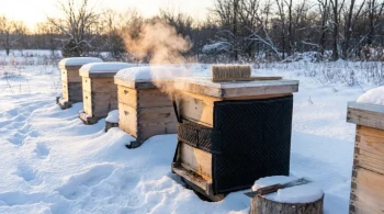 A Calculated Gamble: How Honeybees Engineer Survival Through Winter