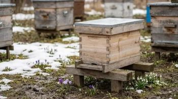Beyond Survival: The Strategic Power of the Overwintered Nucleus Hive