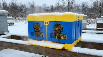 The Cooperative Engine: How Double Nucs Engineer Winter Survival