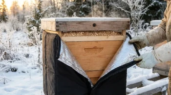 Surviving Winter: A Beehive Is Not a House