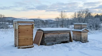 Beyond the Box: The Physics of a Winter Beehive