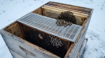 A Single Point of Failure: The Queen Excluder and the Physics of Winter Colony Collapse