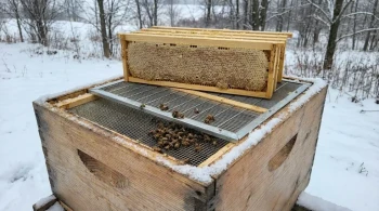 Die fatale Logik des Winterclusters: Warum ein Königinnengitter zum einzigen Schwachpunkt eines Bienenstocks wird