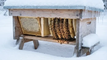 Hive Architecture and the Winter Paradox: Why Heat Retention Isn't Enough