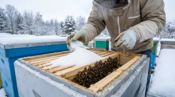 The Cold Calculus: Why Dry Feed is the Key to Winter Bee Survival