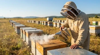 Why Your Bee Smoker Technique Might Be Failing—And How to Master Hive Inspections for Good