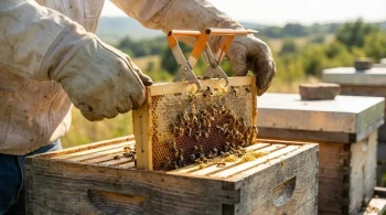 The Human Interface: Why a Beekeeper's Calm is the Ultimate Hive Tool