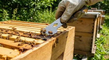 The Humble Bar of Steel: How a Hive Tool Unlocks the Colony