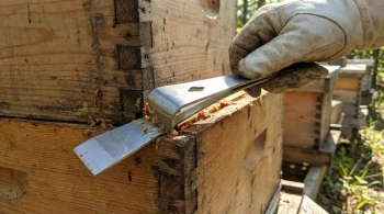 Leverage and Finesse: The Unseen Physics of a Simple Hive Tool