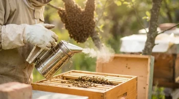Bee Psychology: Why Your Smoker Is a Hive Tool, Not a Swarm Tool