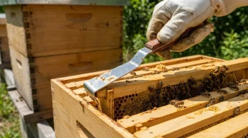 How to Use Hive Tools Without Damaging Your Apiary: A Beekeeper’s Guide