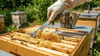 Beyond Leverage: The Psychology of a Sharpened Hive Tool