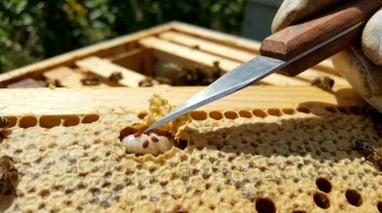 Precision in the Apiary: Transforming a Hive Tool for Varroa Mite Diagnosis