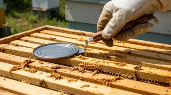 The Physics of Frustration: How a Modified Hive Tool Reveals a Deeper Truth About Apiary Efficiency