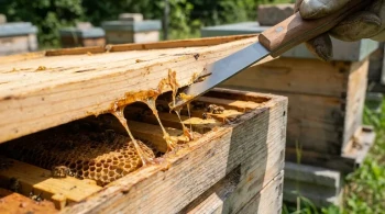 Beyond the Pry Bar: The Hive Tool as a Diagnostic Instrument