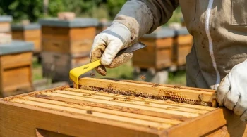 不仅仅是钢铁：蜂箱工具是养蜂人心态的延伸
