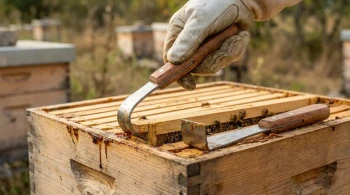 力ではなくテコ：隠された蜂ツール心理学