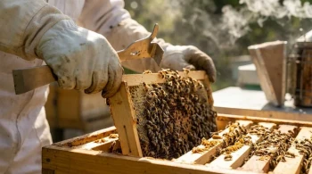 An Extension of the Hand: The Physics and Psychology of the Beekeeper's Hive Tool