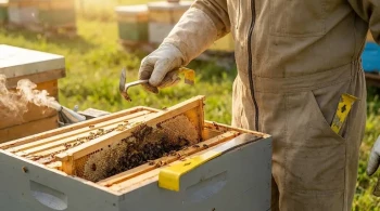 The Unseen Cost of a Single Point of Failure: A Beekeeper's Guide to Hive Tools