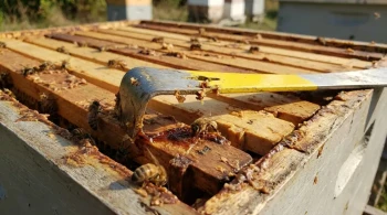 Der Skalpell des Imkers: Wie ein einfaches Bienenstockwerkzeug die Gesundheit des Volkes bestimmt