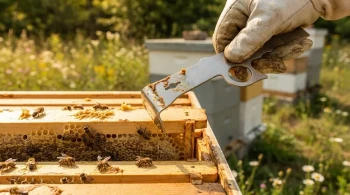 Die Physik des Fließens: Wie ein einziges Bienenstockwerkzeug den Arbeitsablauf des Imkers neu definiert