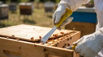 The Beekeeper's Scalpel: How a Simple Hive Tool Governs Apiary Health