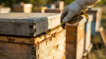 Leverage and Finesse: The Ergonomic Imperative of the Hive Tool