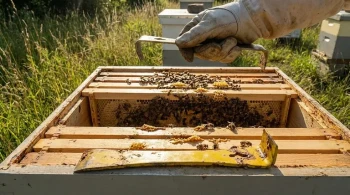 System Failure in the Apiary: Why One Hive Tool is Never Enough