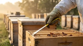 Force and Finesse: The Hive Tool as the Beekeeper's Critical Interface